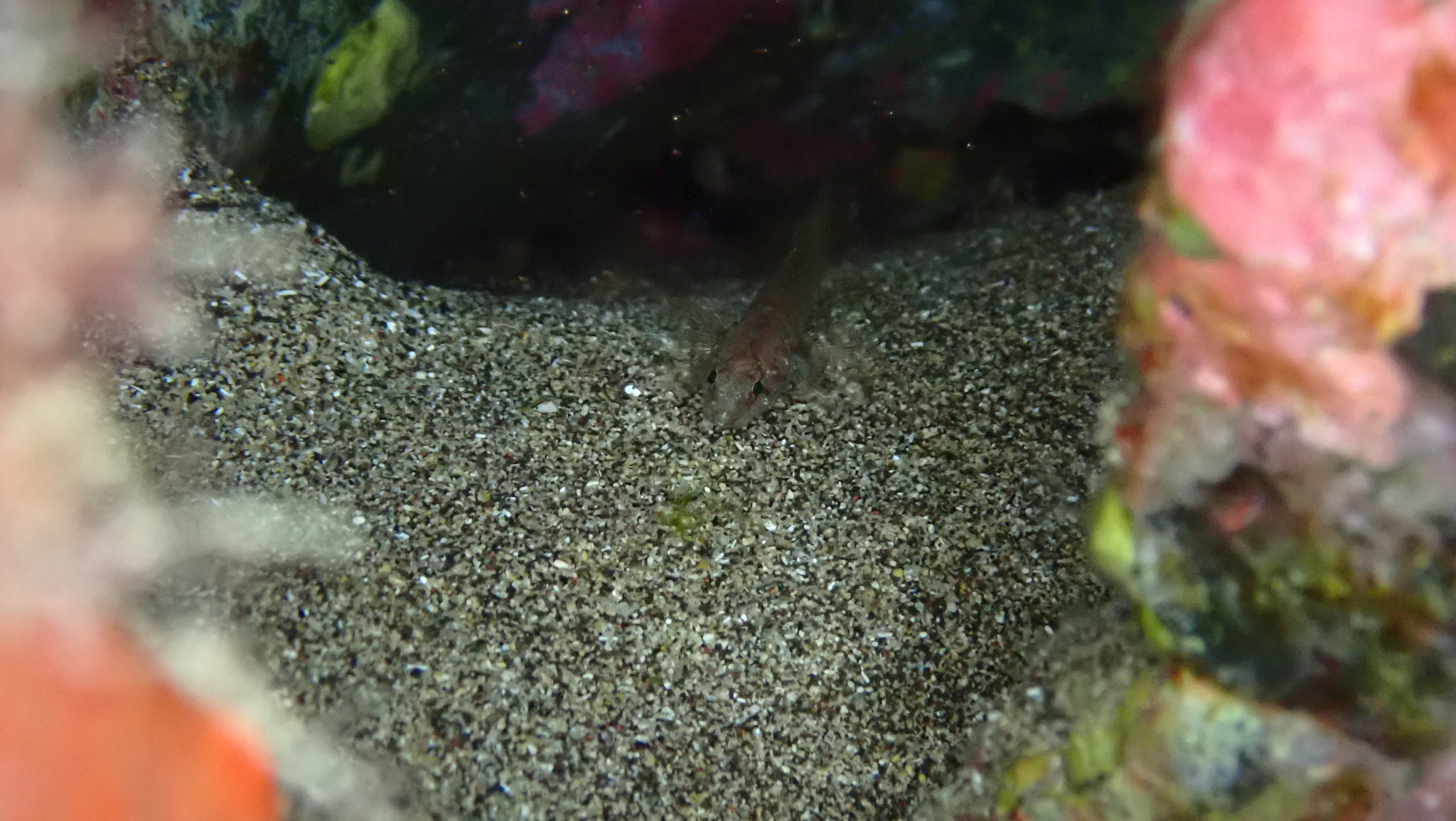 Brito's Goby photo 4