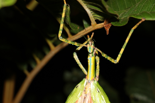 Goliath Stick Insect photo 6