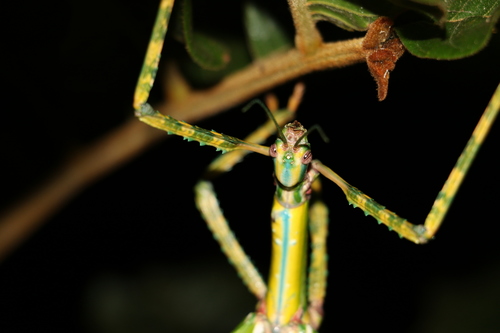 Goliath Stick Insect photo 4