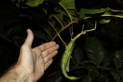Goliath Stick Insect photo 5