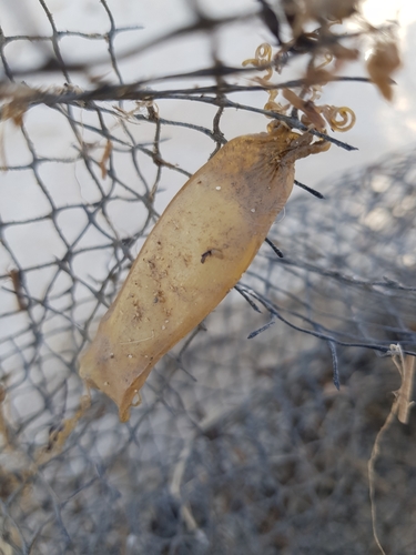 photo of Small-spotted Catshark (Scyliorhinus canicula)