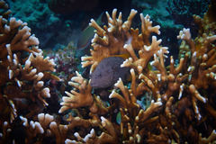Cephalopholis cyanostigma