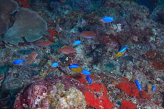 Pomacentrus auriventris