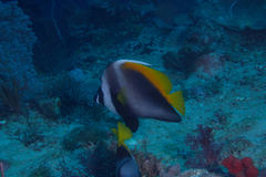 Heniochus singularius