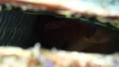 Pontonia pinnophylax