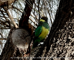Barnardius zonarius zonarius