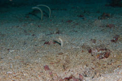 Gorgasia maculata