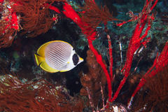Chaetodon adiergastos