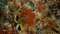 Mycale sanguinea
