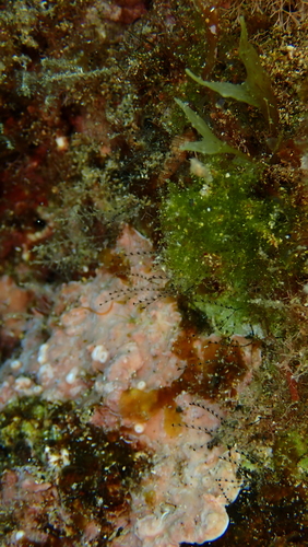 Monostaechas quadridens observed 2021-11-24