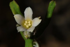 Billardiera venusta