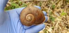 Macrocyclis peruvianus