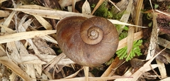Macrocyclis peruvianus
