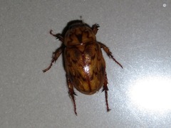 Cyclocephala fulgurata
