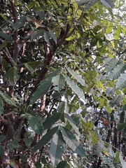Zanthoxylum rhetsa