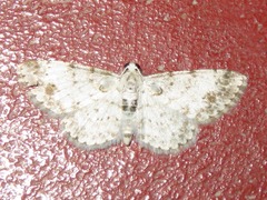 Physocleora flaviplaga