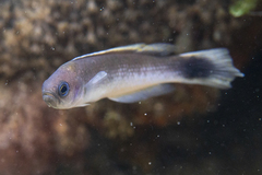 Trachinops caudimaculatus