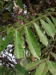 Zanthoxylum rhetsa