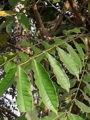 Zanthoxylum rhetsa