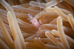 Ancylomenes sarasvati