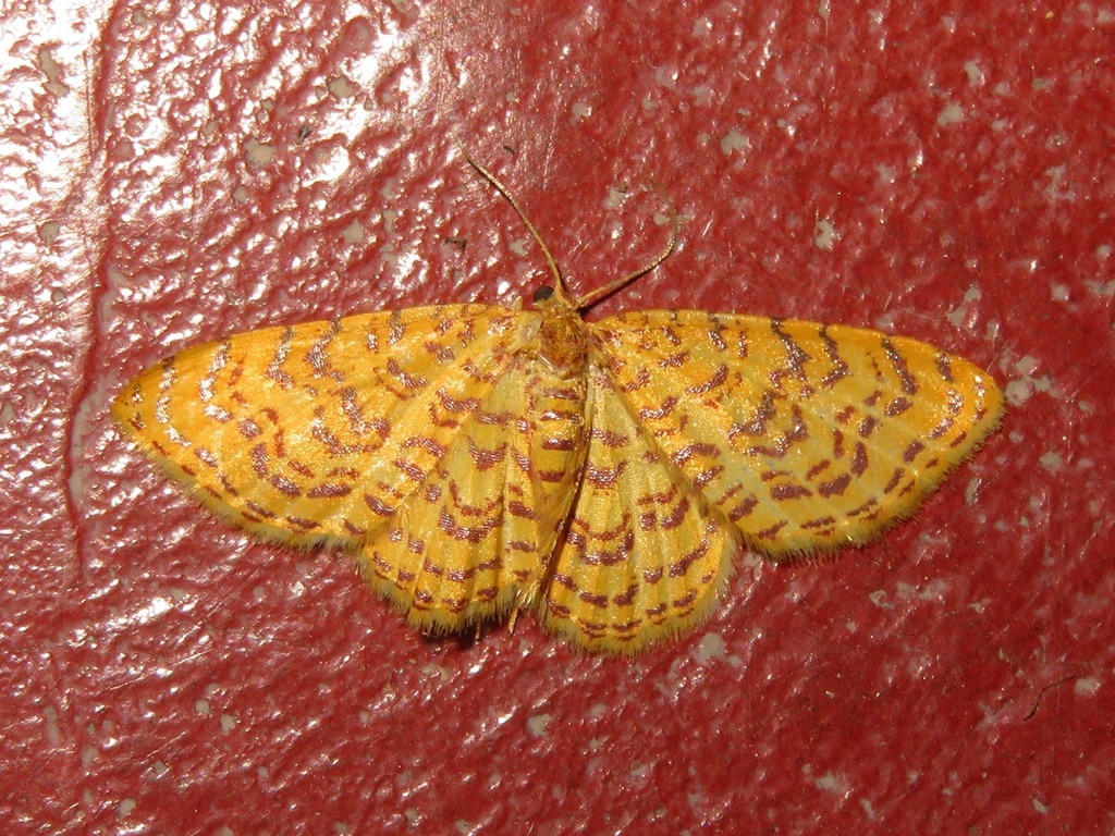 Eois paulona