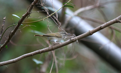 Phylloscopus tenellipes