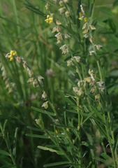 Crotalaria montana angustifolia