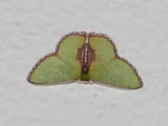 Synchlora astraeoides