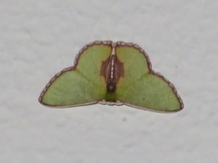 Synchlora astraeoides