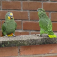 Amazona amazonica