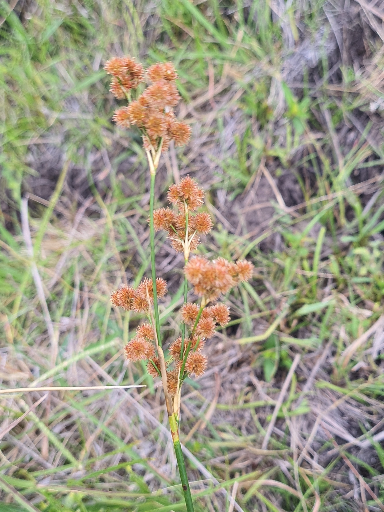 Juncus densiflorus