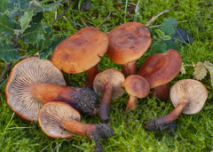 Lactarius atlanticus