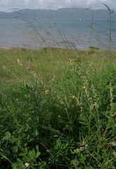Crotalaria montana angustifolia