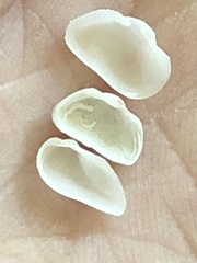 Arcopsis adamsi