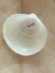 Diplodonta
