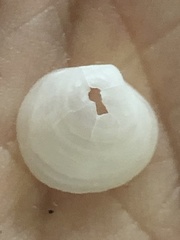 Diplodonta