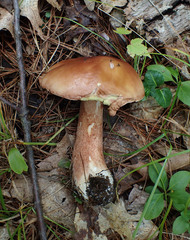 Boletus subcaerulescens