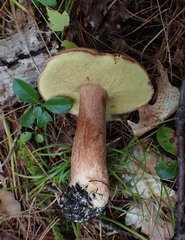 Boletus subcaerulescens