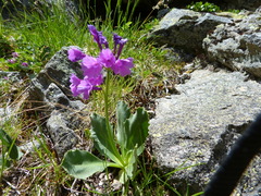 Primula latifolia