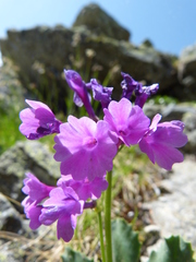 Primula latifolia