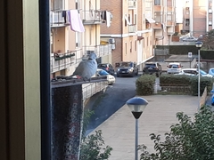 Streptopelia decaocto