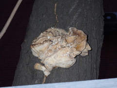 Fungi