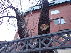 Fungi