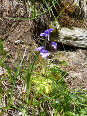 Pinguicula