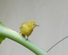 Zosterops anderssoni