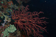 Siphonogorgia godeffroyi