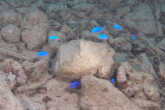 Pomacentrus coelestis