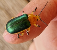 Cacoscelis marginata