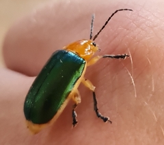 Cacoscelis marginata