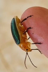 Cacoscelis marginata